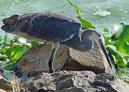 Dimorphic Egret