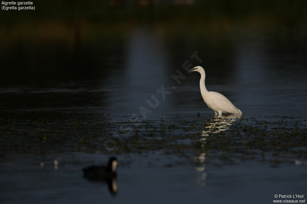 Aigrette garzetteadulte