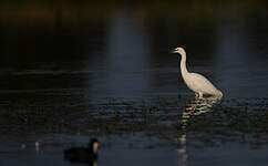 Aigrette garzette