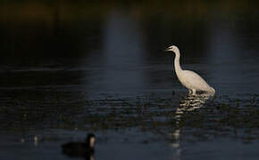 Little Egret