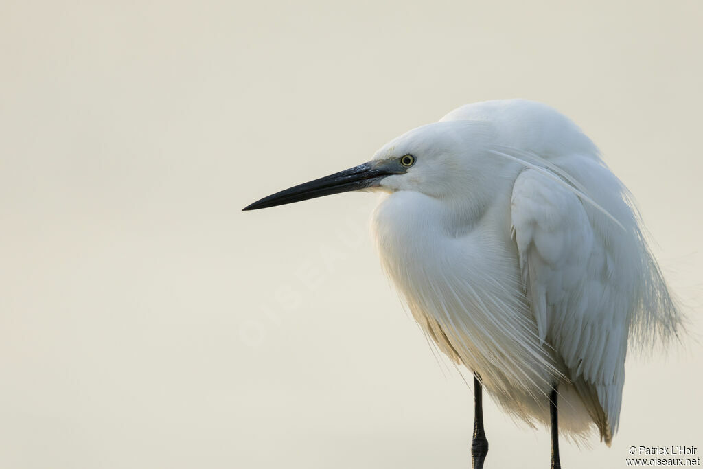 Little Egret male adult breeding