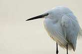 Aigrette garzette