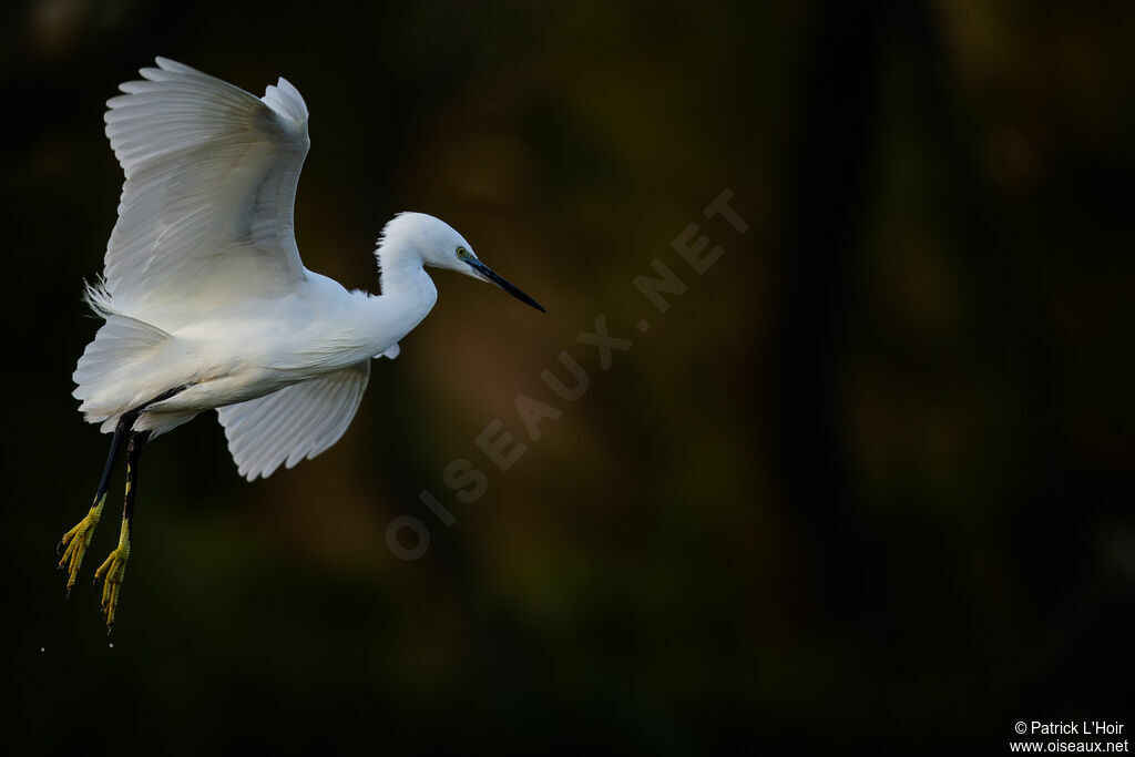 Little Egret