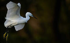 Aigrette garzette