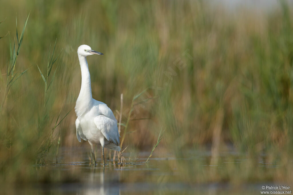 Aigrette garzette