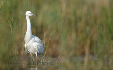 Aigrette garzette