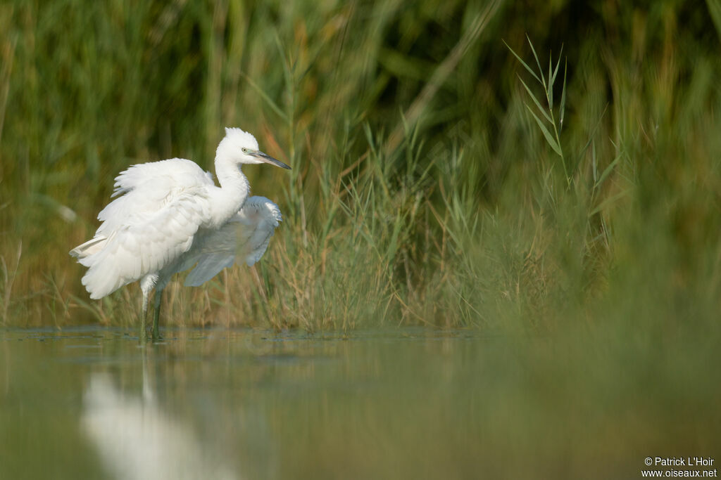 Little Egret