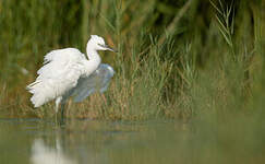 Aigrette garzette