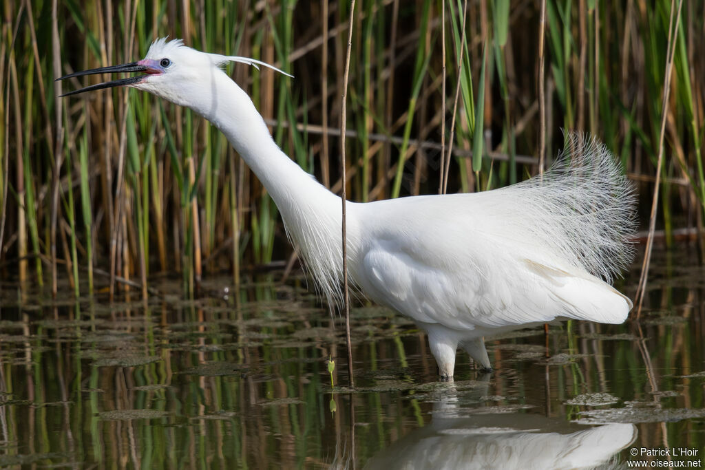 Little Egretadult breeding