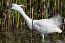 Little Egret