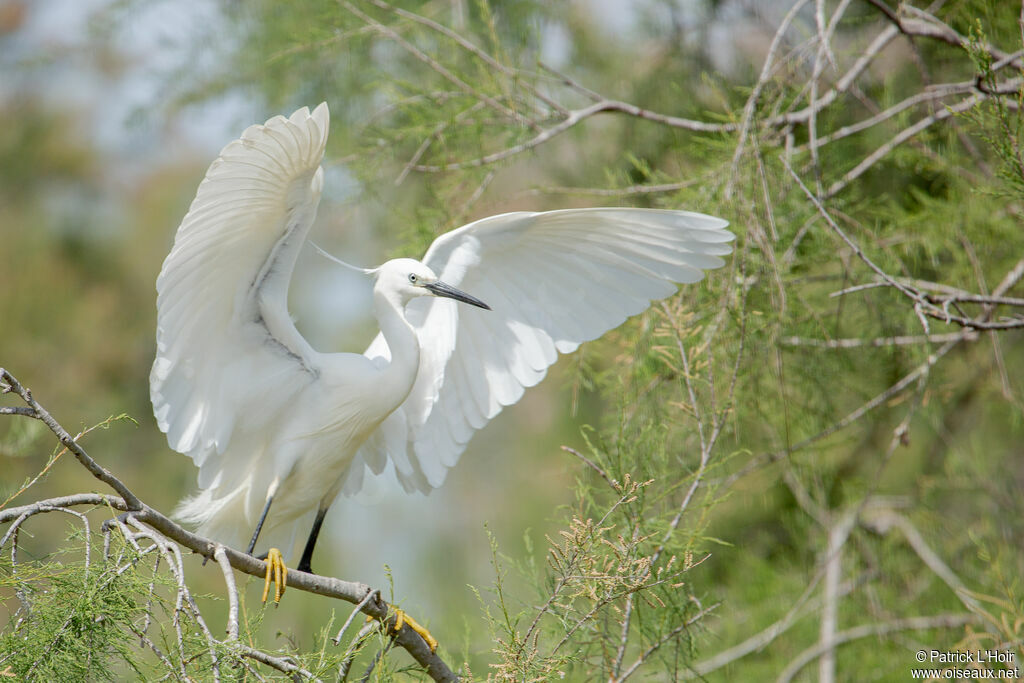 Aigrette garzette