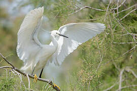 Little Egret