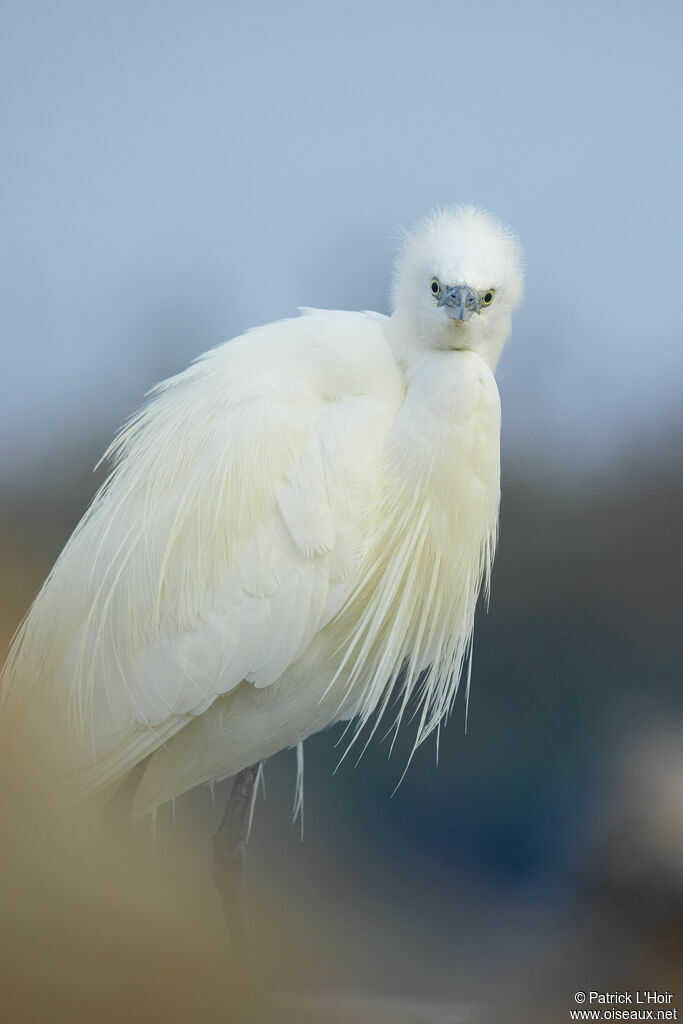 Little Egret