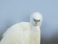 Aigrette garzette