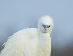 Little Egret