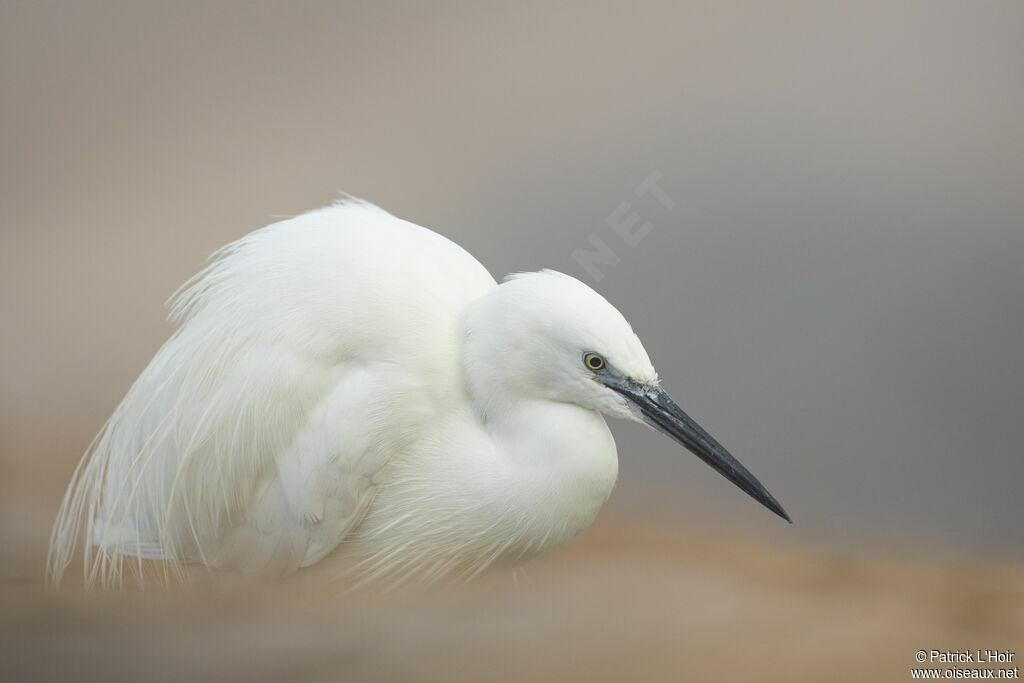 Little Egret