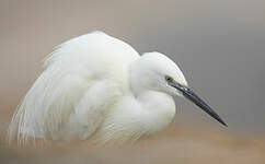 Aigrette garzette