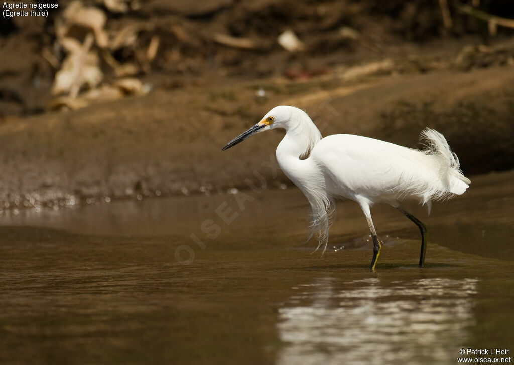 Snowy Egret male adult breeding