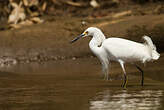 Aigrette neigeuse