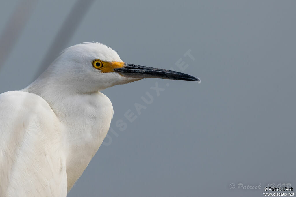 Snowy Egret