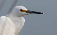 Aigrette neigeuse