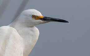 Snowy Egret