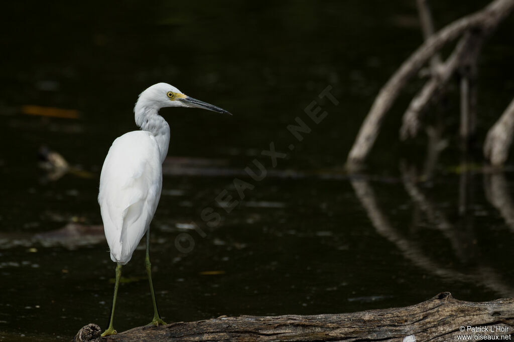 Snowy Egretjuvenile