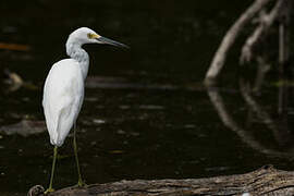 Snowy Egret