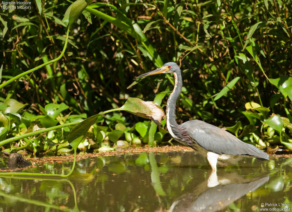 Aigrette tricoloreadulte