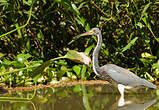 Aigrette tricolore