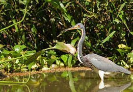 Aigrette tricolore