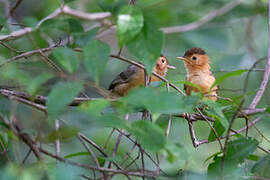 Brown-capped Babbler