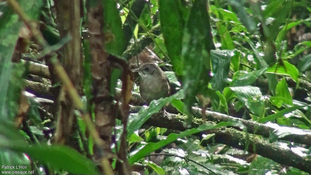 Akalat à poitrine écaillée, habitat