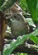 Scaly-breasted Illadopsis