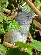 African Hill Babbler