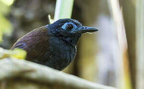 Chestnut-backed Antbird