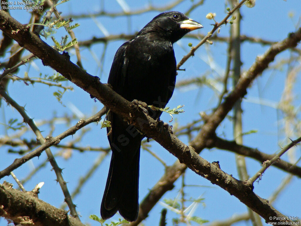 White-billed Buffalo Weaver