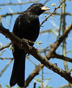 White-billed Buffalo Weaver