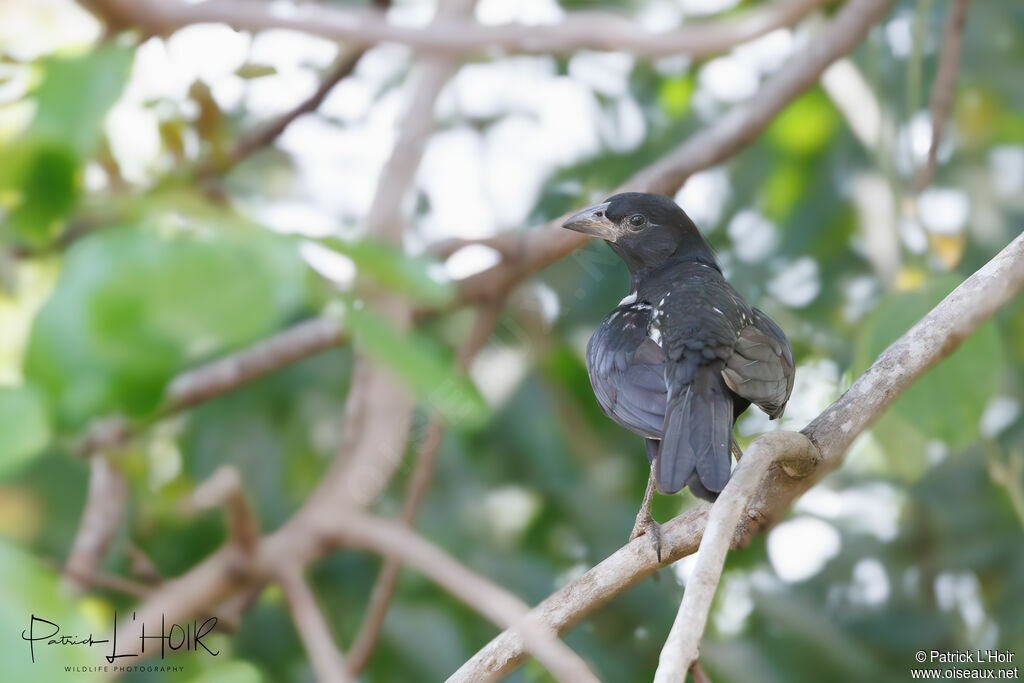 White-billed Buffalo Weaver