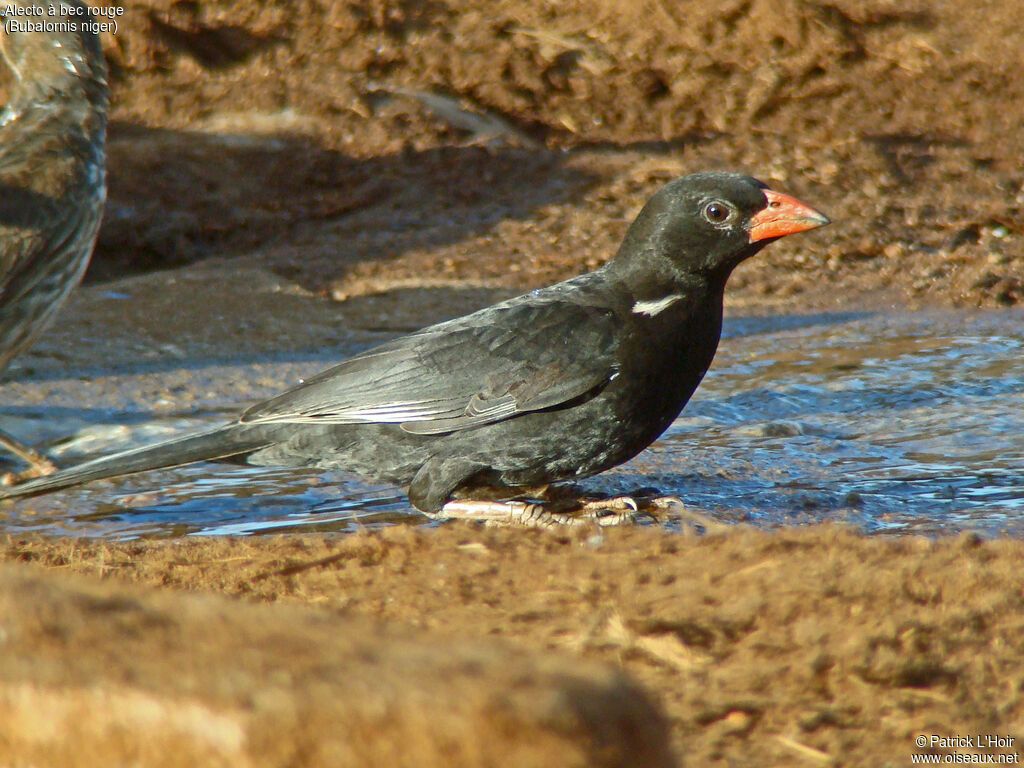 Red-billed Buffalo Weaver