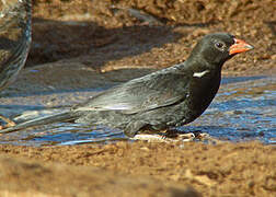 Red-billed Buffalo Weaver