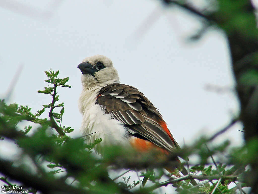 White-headed Buffalo Weaveradult, pigmentation, Behaviour