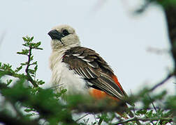 White-headed Buffalo Weaver