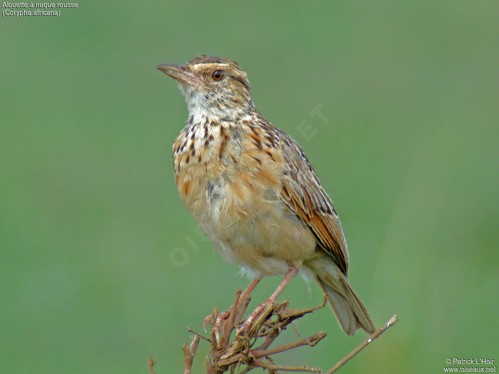 Rufous-naped Larkadult, close-up portrait