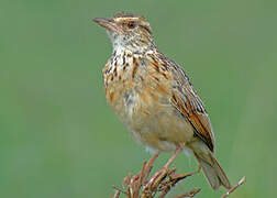 Rufous-naped Lark