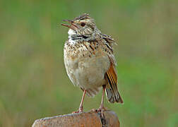 Rufous-naped Lark