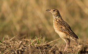 Rufous-naped Lark