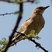 Pink-breasted Lark