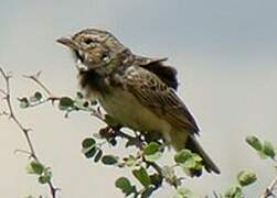 White-tailed Lark