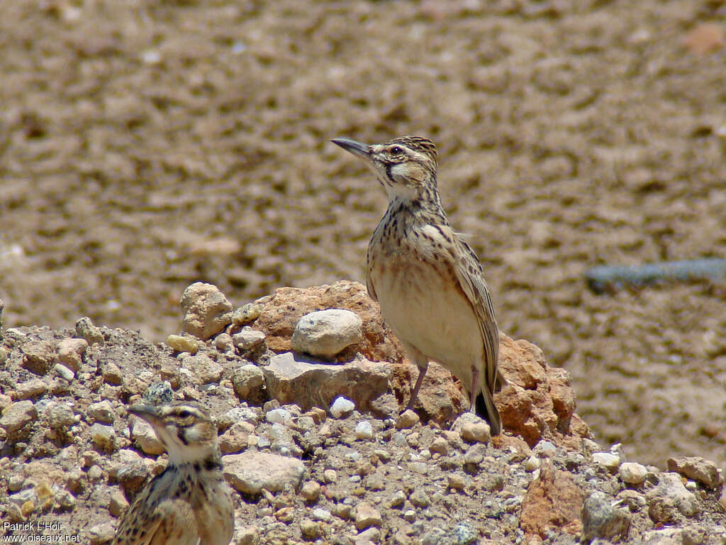 Alouette à queue courteadulte, habitat, pigmentation